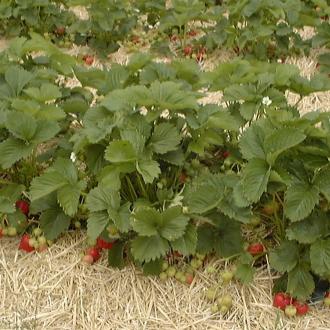 culture fraises
