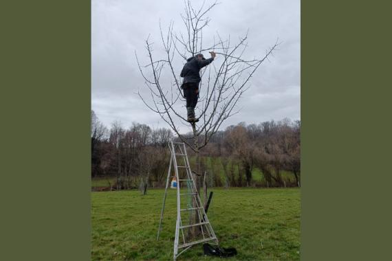 CPFAR - Taille arbres fruitiers