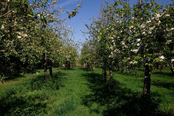 CRA-W vergers en fleurs