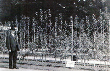 Julien Chotard - Père en 1935 à l'expo universelle devant ses palmettes Verrier