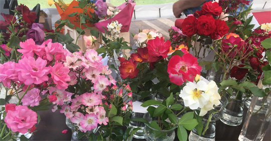 2025 - Le Roeulx Quelques roses du palmares