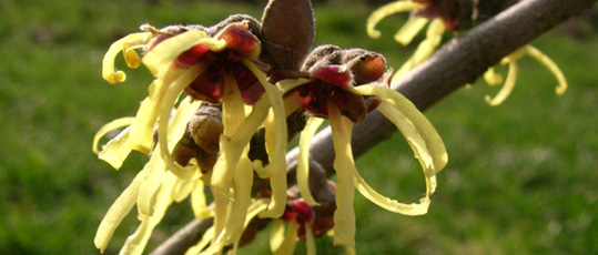 Hamamelis x intermedia 'Sunburst'