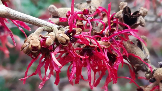 Hamamelis x intermedia 'Livia' - Photo Damien Devos