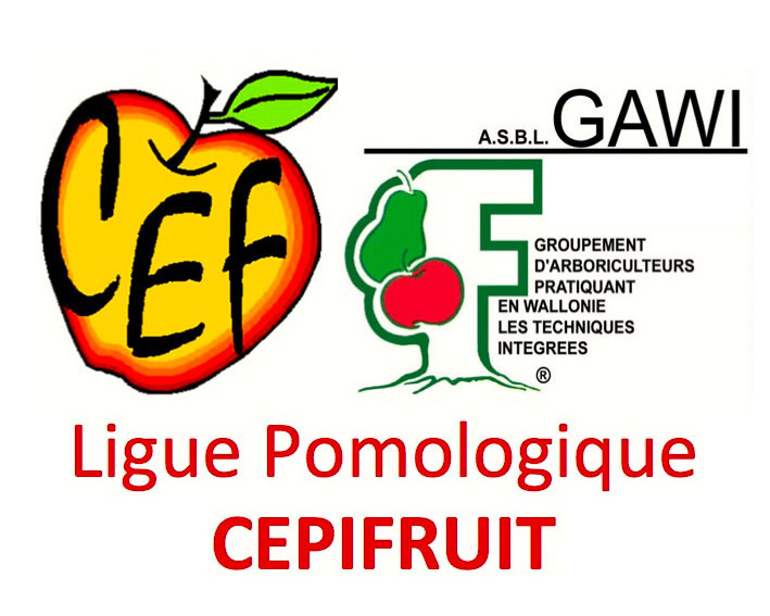 logo Cepifruit