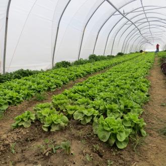 tunnel salade