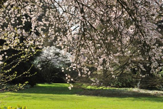 Kalmthout - Cerisiers en fleurs
