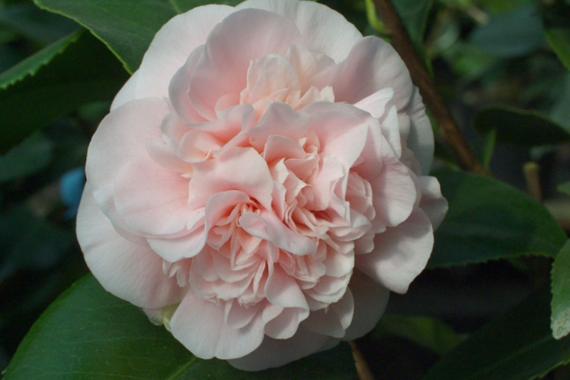 Coquette Camellia Débutante