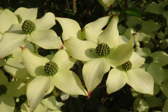 Cornus Le Try Juin 2023