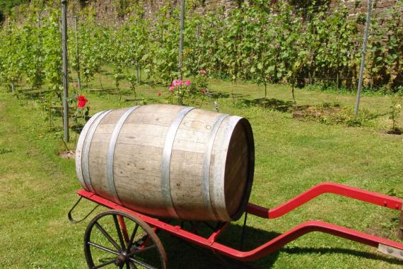 Villers-la-Ville - Vignoble