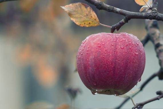 Fête de la pommes de Céroux 2023
