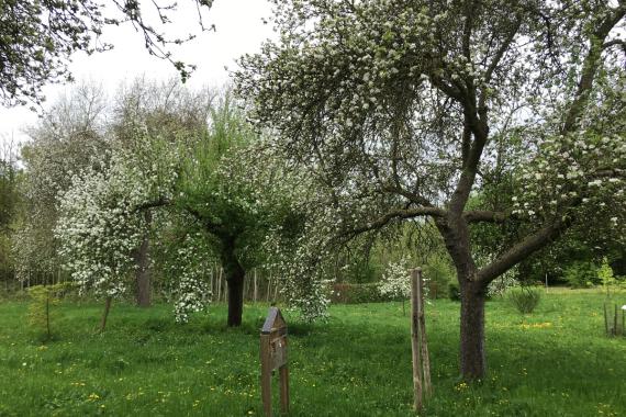 Chana asbl - formation