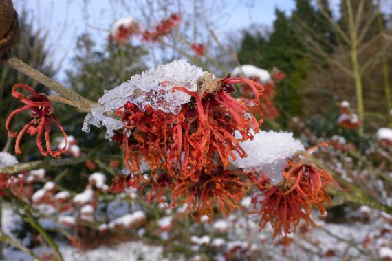 Kalmthout - Hamamélis de fleurs - Event