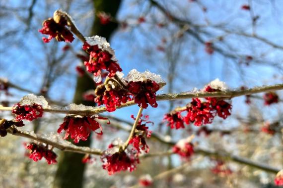 Kleine Boerdrerij - Balade hivernale