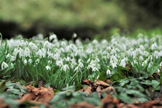 Percve neige Kalmthout