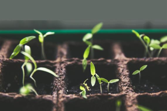 Bourse aux graines et plantules - Wez Velvain