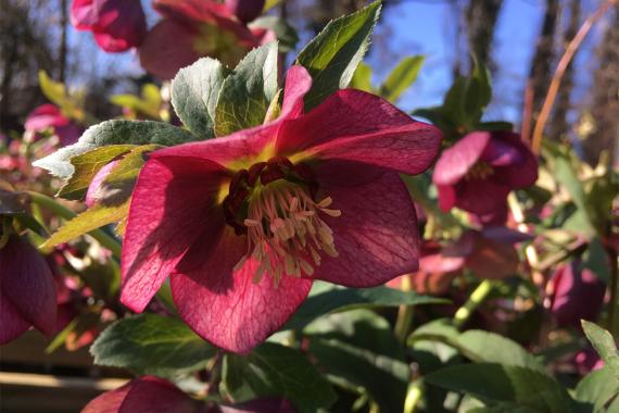 La Prêle : journée des hellébores - ouverture de la saison