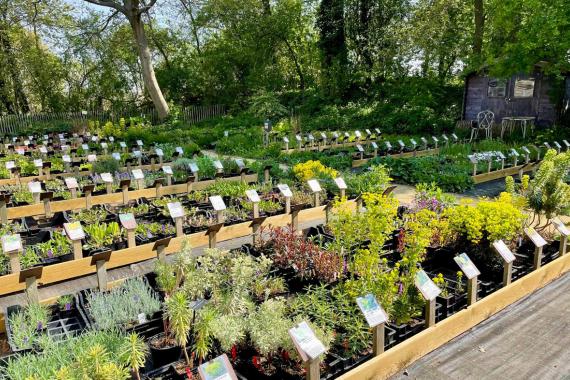 Pépinière de la Prêle - PO Printemps