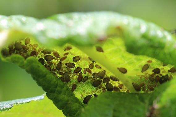 Ravageurs - Le Brabant wallon