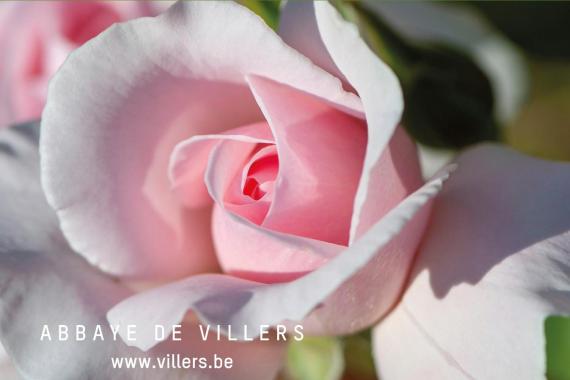 Secrets de roses - abbaye Villers-la-Ville