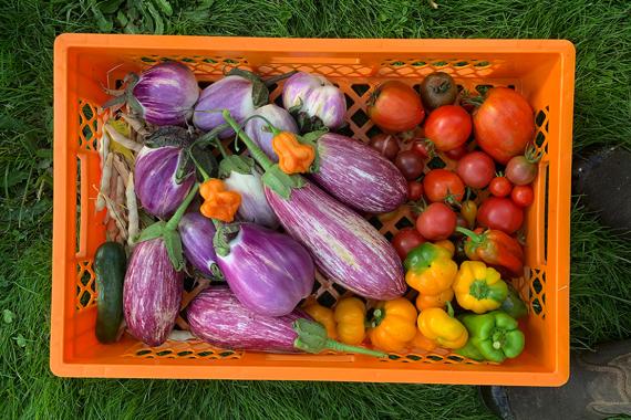 Atelier Potager - Pépinière La Try