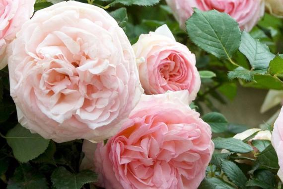 2024 - Chaalis - Pierre de Ronsard