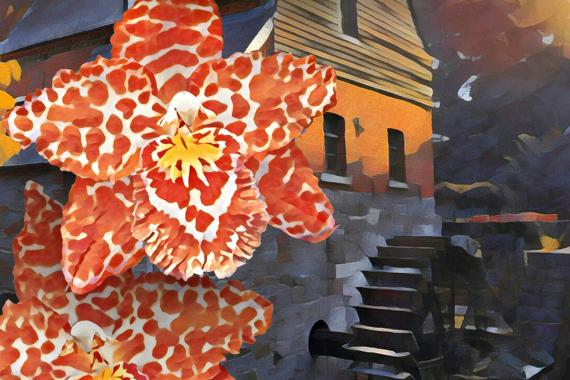 Expo Orchidées au Moulin Banal par G. Schmidt