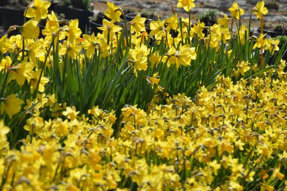 Lhoas Pierre - Bulbeuses et aromatiques en fête
