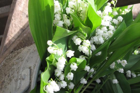 Lhoas Pierre - Muguet