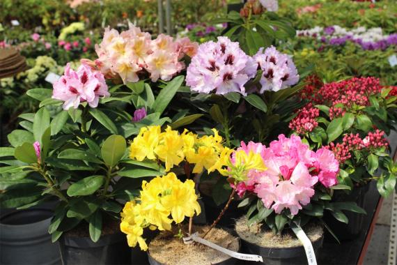 Fleurolex -Vitroplant