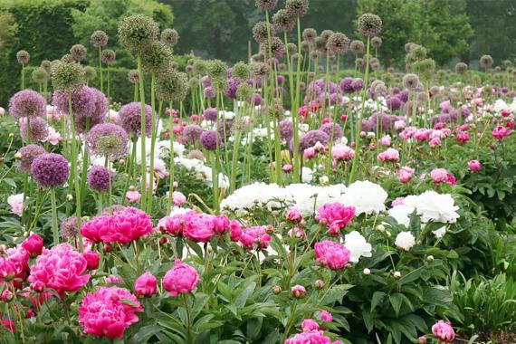 Kleine Boerderij Merkplas - Pivoines