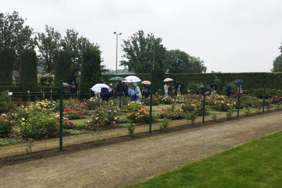 2024 Courtrai - Concours de roses nouvelles