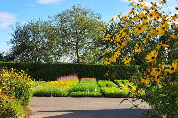 Pepiniere Spruyt - Vasteplanten