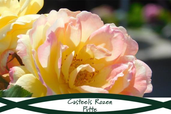 Rosier Candela - Casteels Rozen