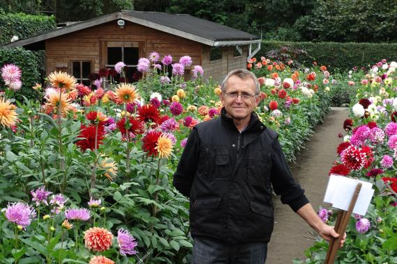 Dahlias - Jozef Weyts