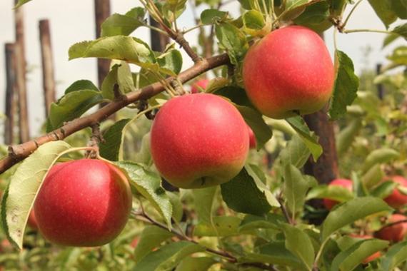Ferme Jadoul - Autocueillette pommes bio