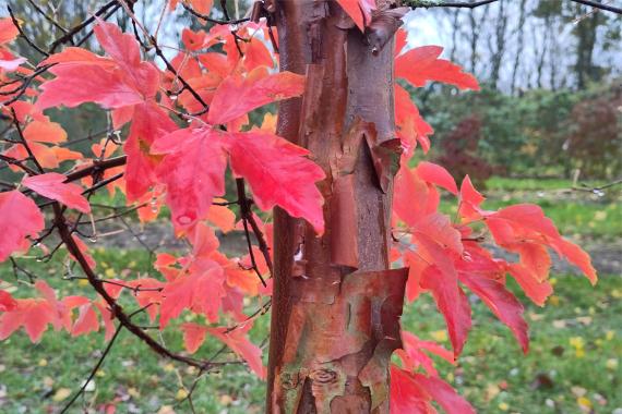 Devos Damien - Acer griseum