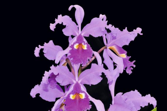 Vascoeuil - Expo-vente orchidees d exception