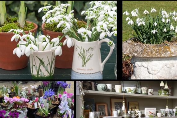 Boschhoeve - Perce-neige