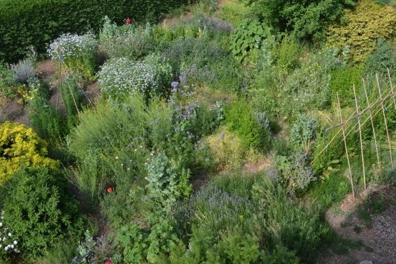 Demarrer un potager en permaculture au printemps - Potager du Gailleroux