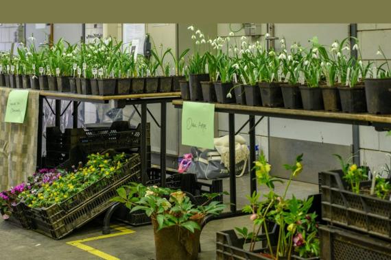 Kalmthout - Journée de collectionneurs de perce-neige