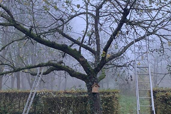 Le Try - taille des arbres fruitiers - Entretien et renovation