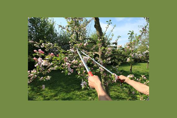 Verger conservatoire Villeneuve d ascq - activites didactiques