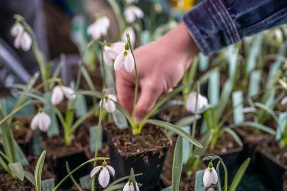 Expo vente Kiekerberg - D - Perce-neige