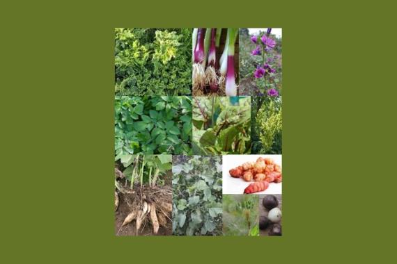 Gailleroux Potager - Diversite des legumes perpetuels