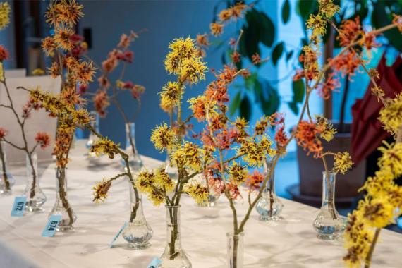 Miss Hamamelis - Kalmthout