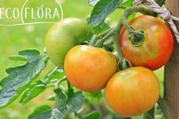 Ecoflora - portes ouvertes en mai