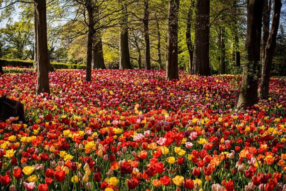 Floralia Brussels - sous-bois