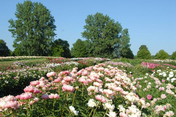 Graefswinning - Champs pivoines en fleurs