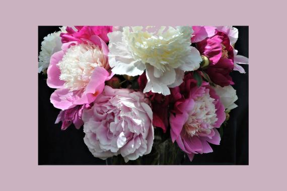 Chantale Noel - Collection de pivoines en Vendre