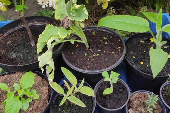 Gailleroux - Boutures et divisions au printemps